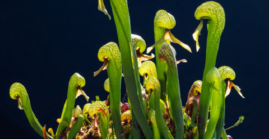 Ritka darlingtonia