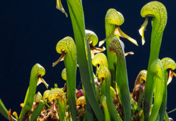 Ritka darlingtonia