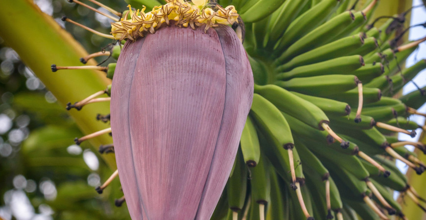 Dwarf Cawendish banánfa (Musa Dwarf Cawendish)