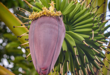 Dwarf Cawendish banánfa (Musa Dwarf Cawendish)
