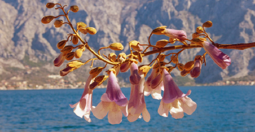 A szőrös paulownia, más néven császári fa