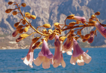 A szőrös paulownia, más néven császári fa