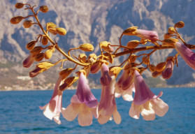 A szőrös paulownia, más néven császári fa