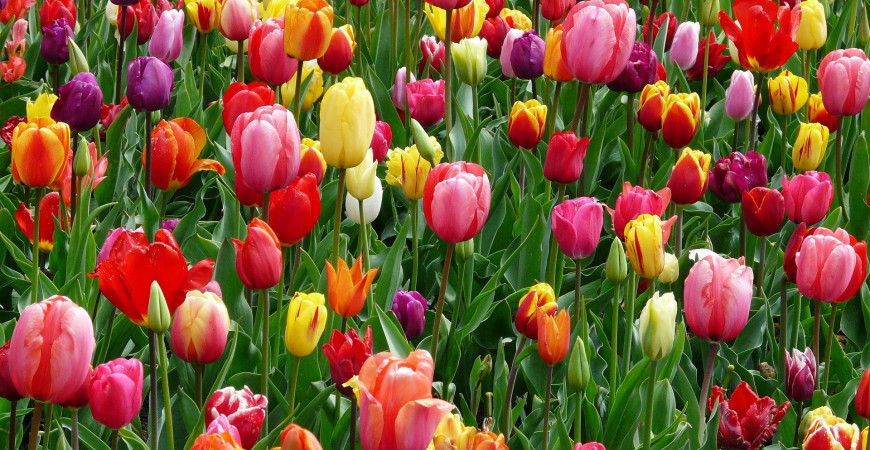A tulipánhagymák színekkel varázsolják el minden kertet