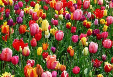 A tulipánhagymák színekkel varázsolják el minden kertet