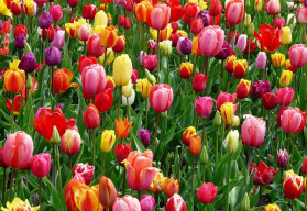 A tulipánhagymák színekkel varázsolják el minden kertet