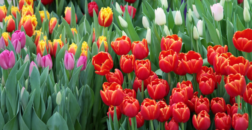 Tulipánok – termesztésük és történetük