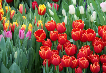 Tulipánok – termesztésük és történetük