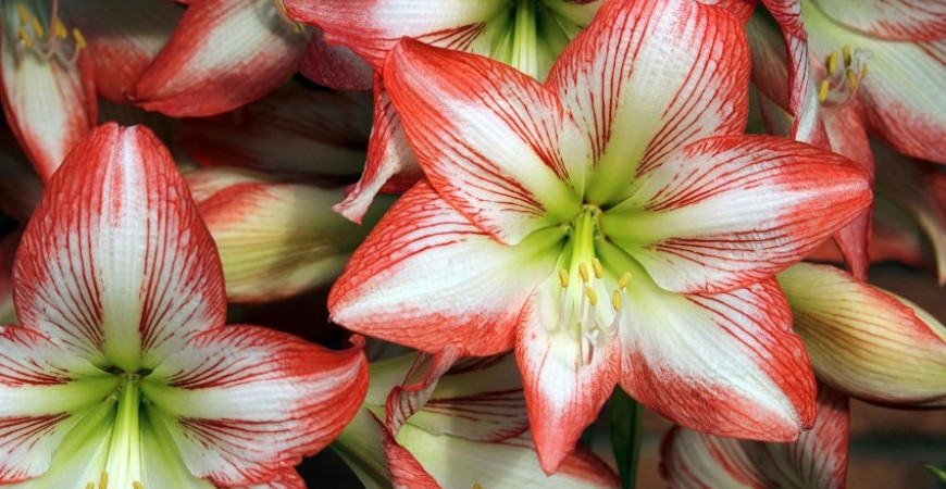 A csillagvirág nem amaryllis