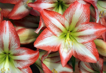 A csillagvirág nem amaryllis