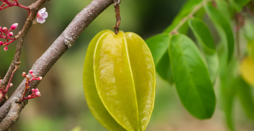 Karambola – Egy ismeretlen, csillagszerű gyümölcs