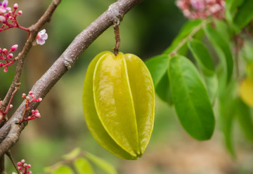 Karambola – Egy ismeretlen, csillagszerű gyümölcs
