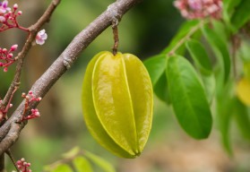 Karambola – Egy ismeretlen, csillagszerű gyümölcs