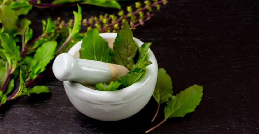 Tulsi – a szent gyógynövény és felhasználása