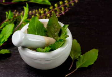 Tulsi – a szent gyógynövény és felhasználása