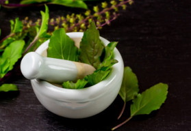 Tulsi – a szent gyógynövény és felhasználása